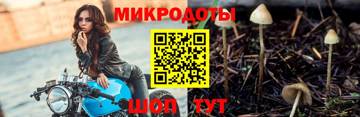 Галлюциногенные грибы Psilocybine cubensis Черняховск